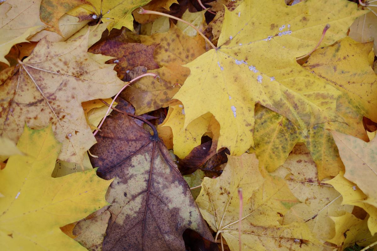 Yellow maple leaves lying on the ground